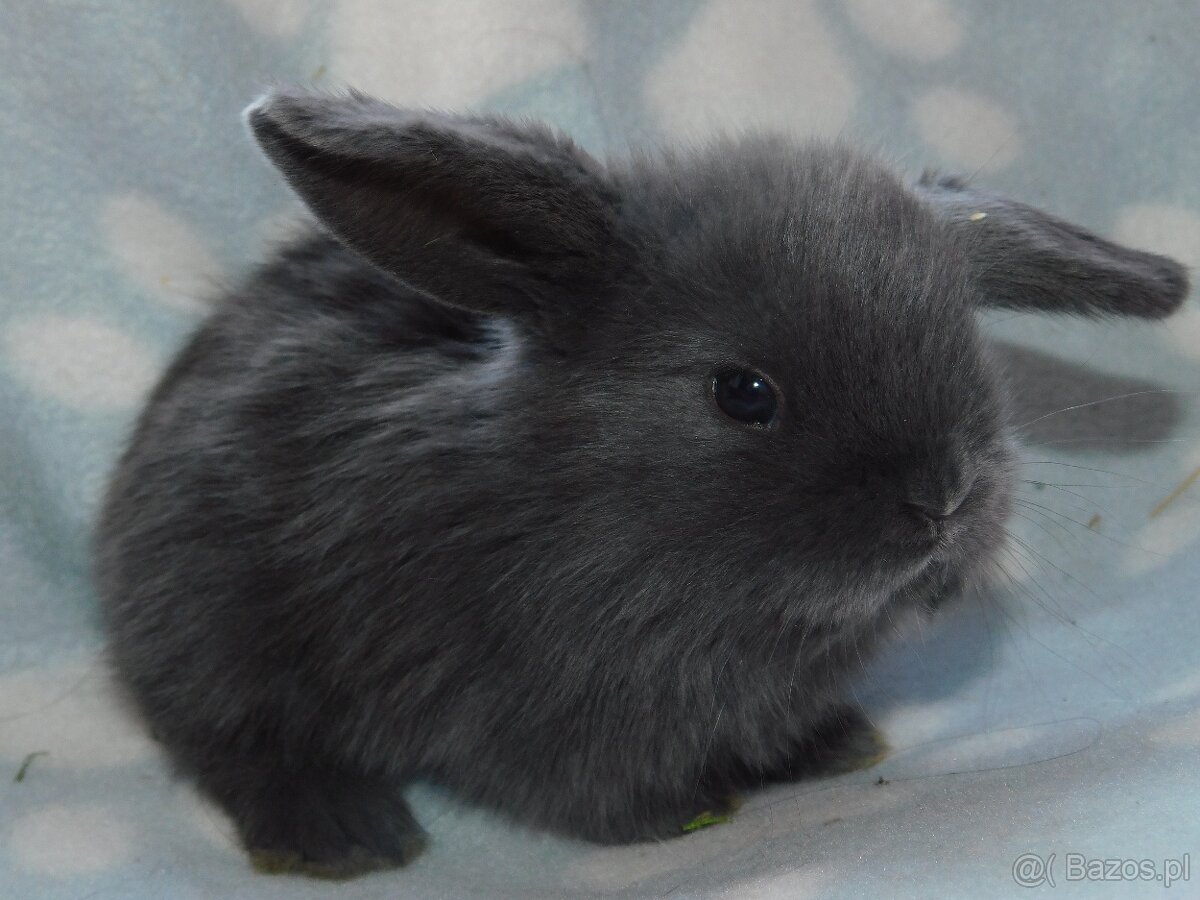 Cudowne baranki mini lop