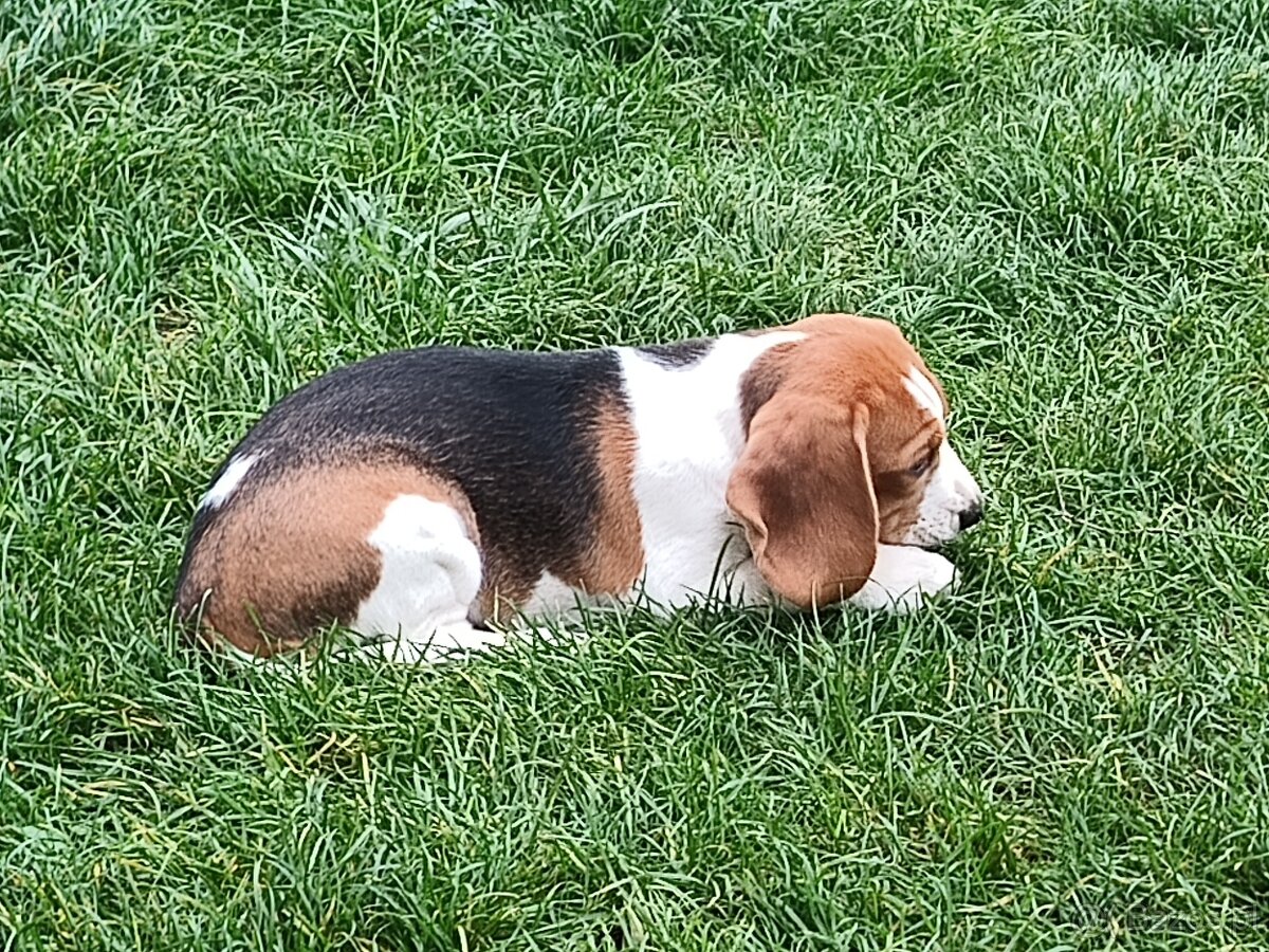 Szczeniak Beagle suczka ZKwP, Gotowa do odbioru