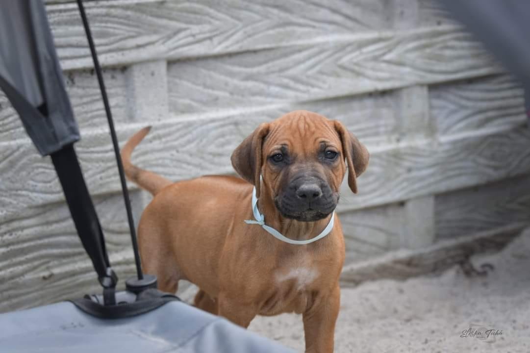 rhodesian ridgeback samiec