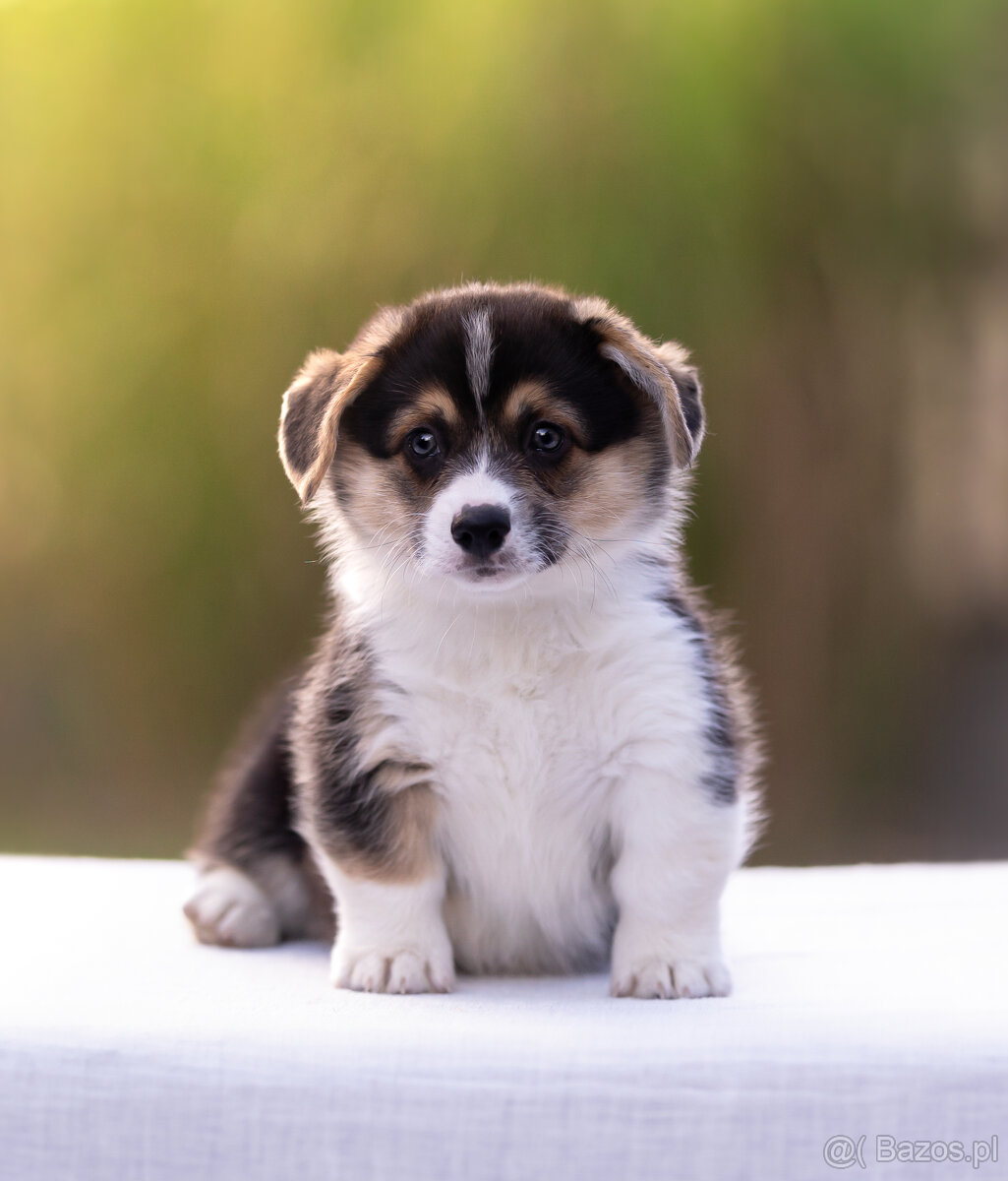 Welsh corgi pembroke