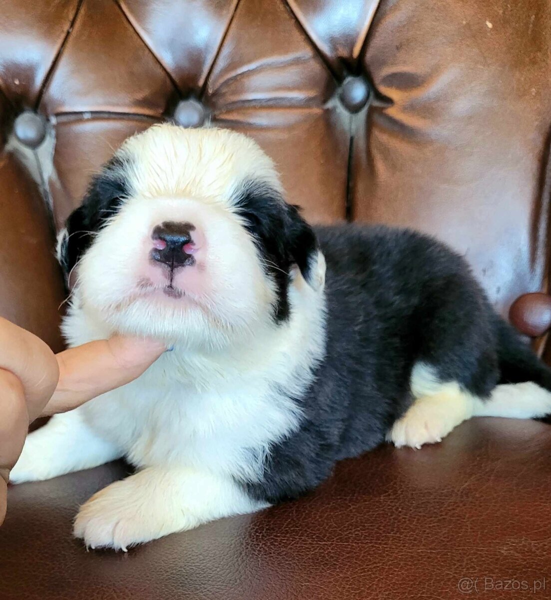 Border collie