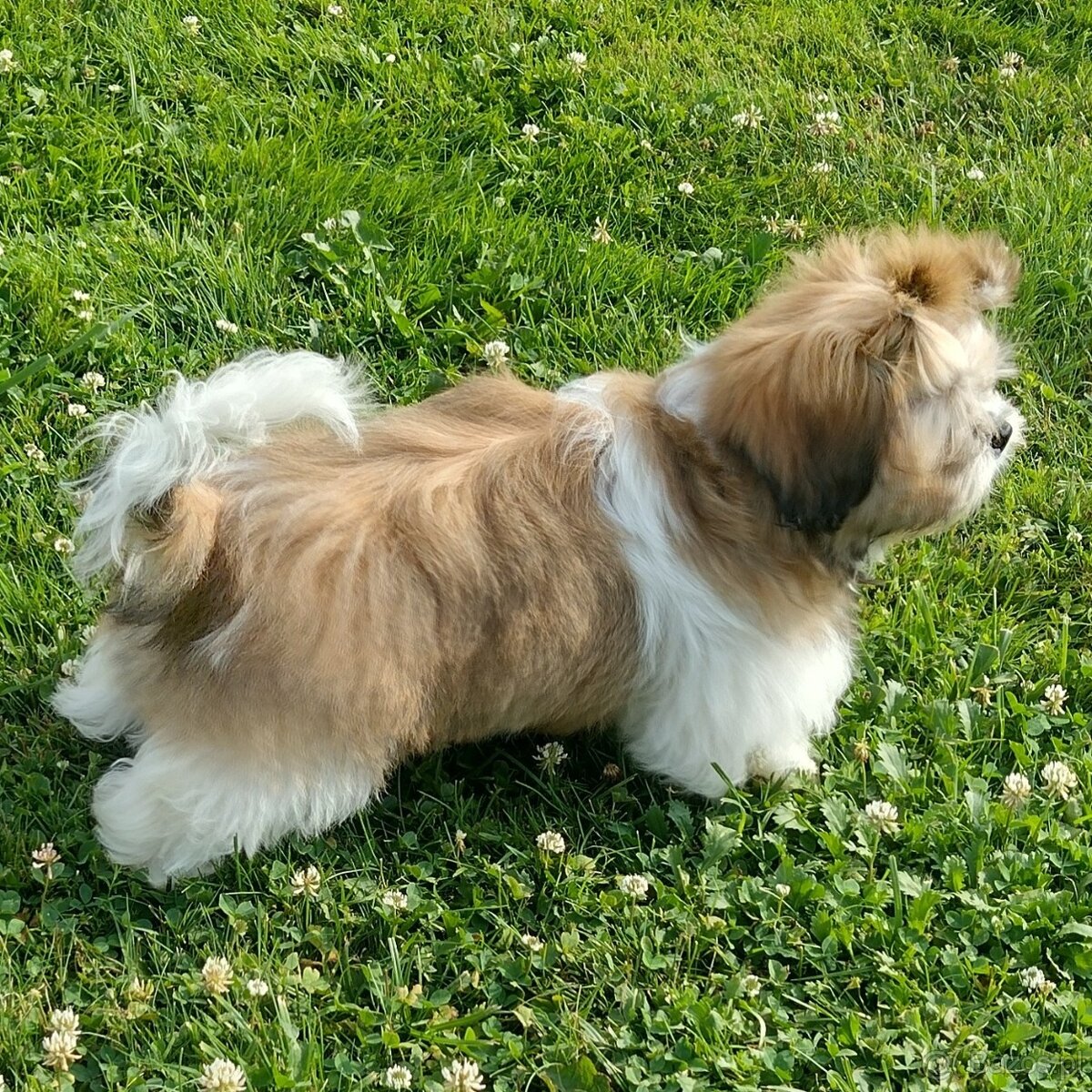 Shih tzu piesek