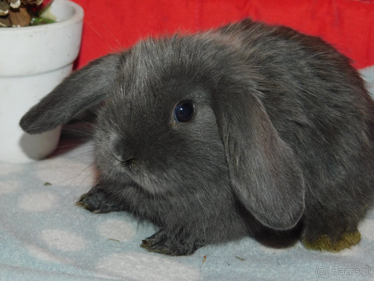 Niebieskie baranki mini lop