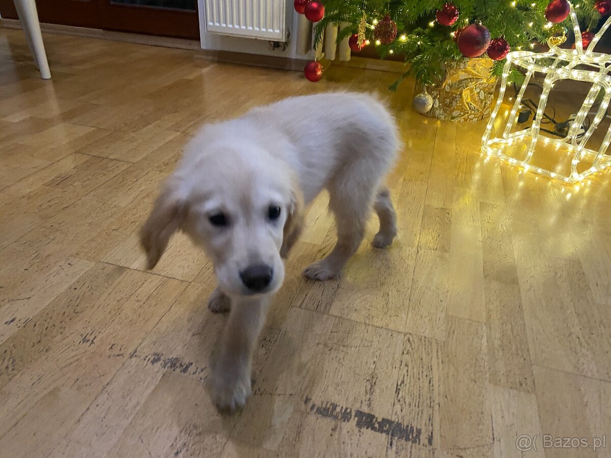 Szczeniak Golden retriver