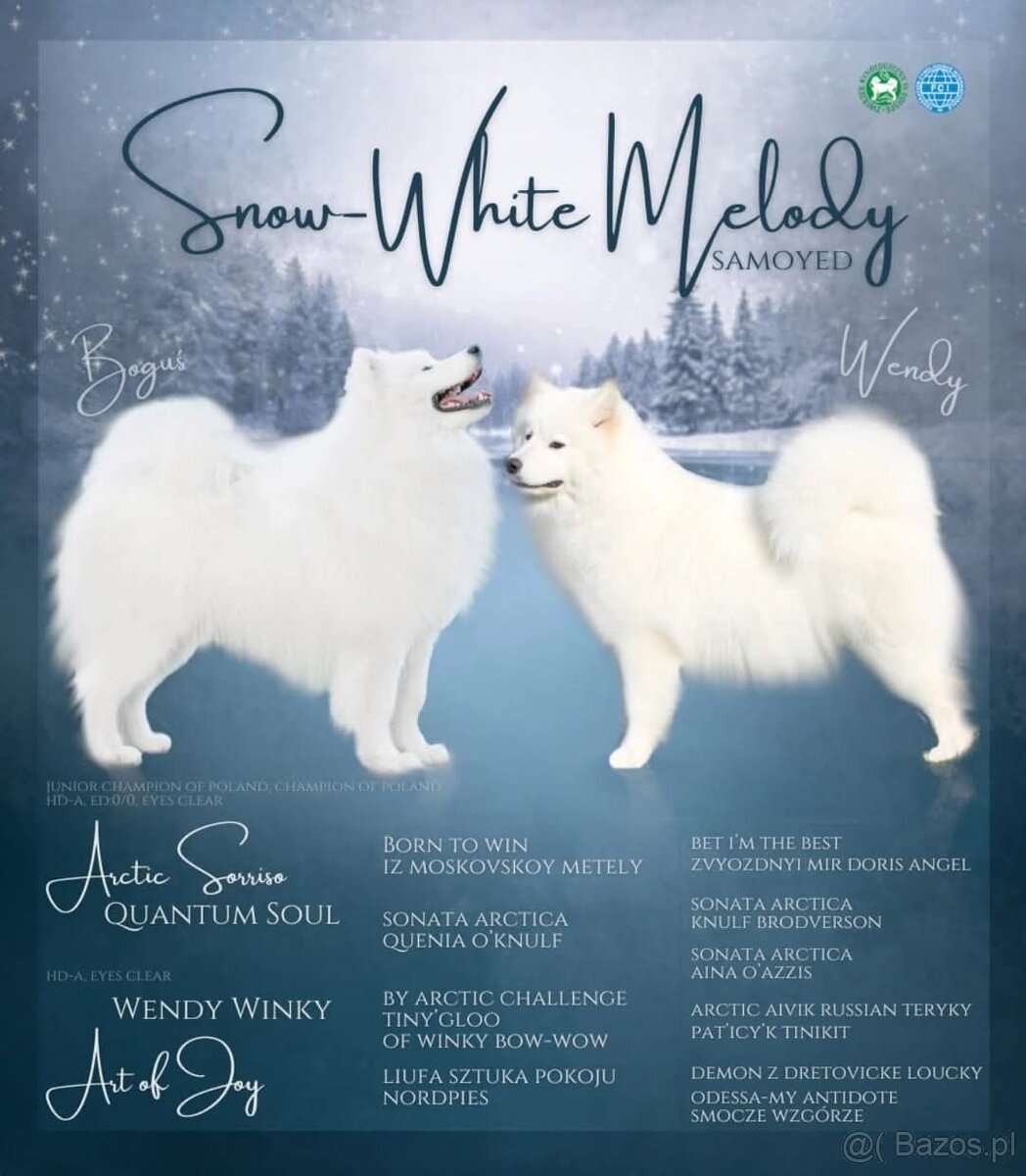 Szczenięta samoyed / samojed rasowe FCI ZKWP