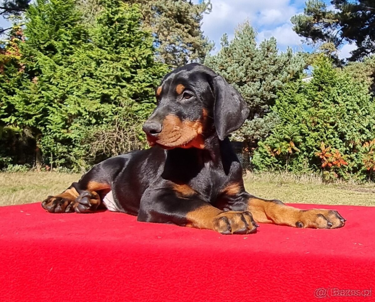 Szczenięta pinczera dobermana z rodowodem