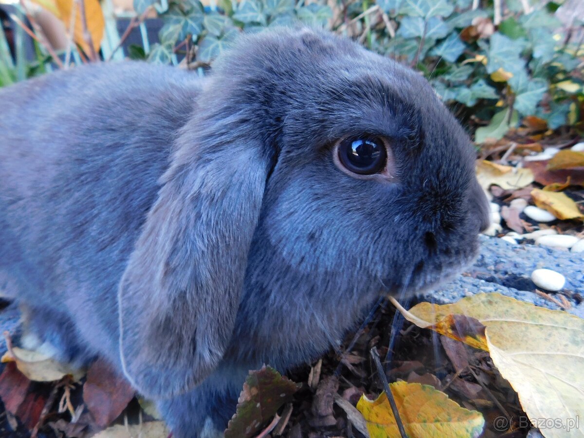 Cudowne baranki mini lop