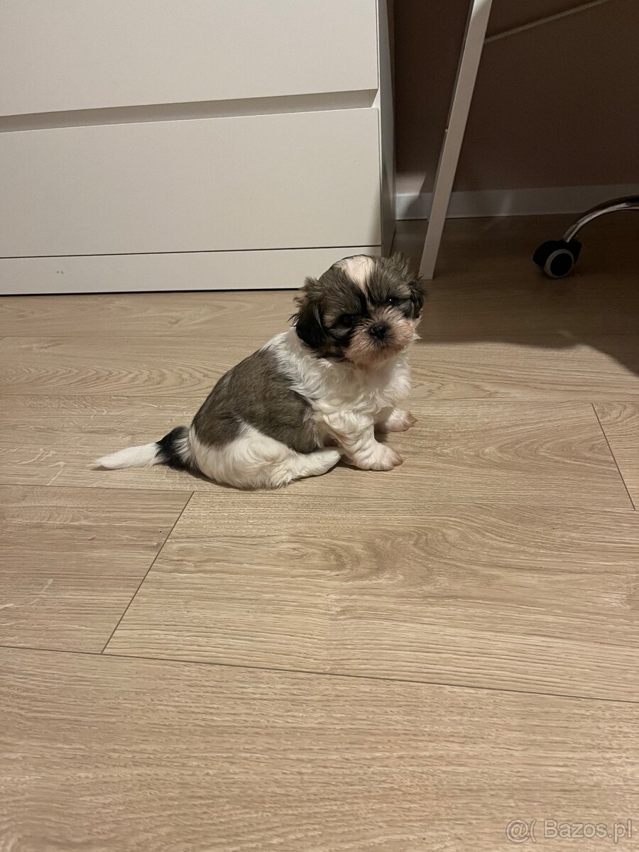 Shih tzu