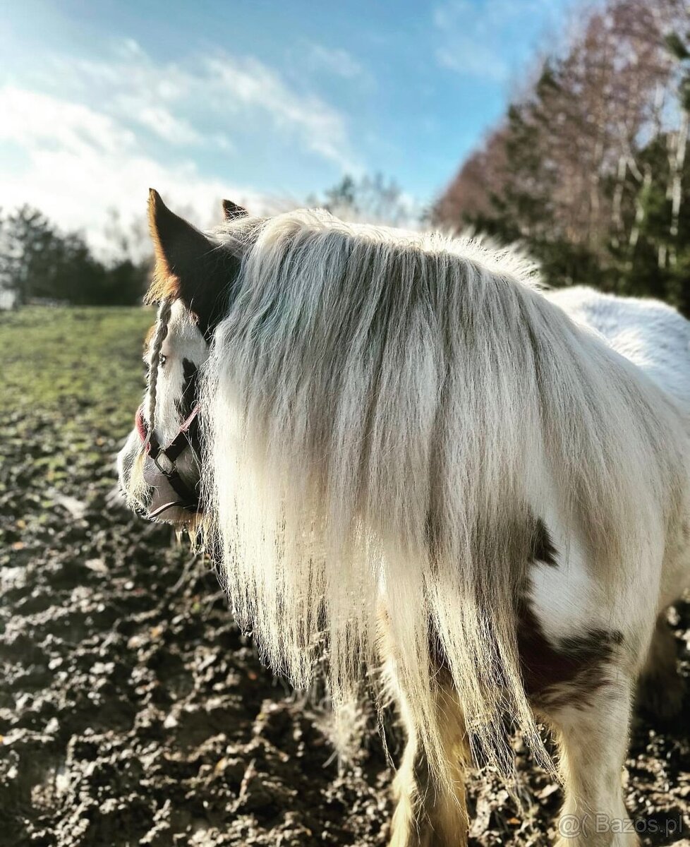 Irish Cob - Luksusowy ogier