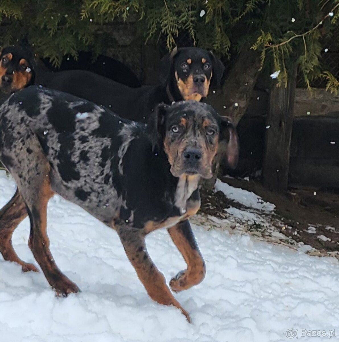 Louisiana Leopard,  Catahoula