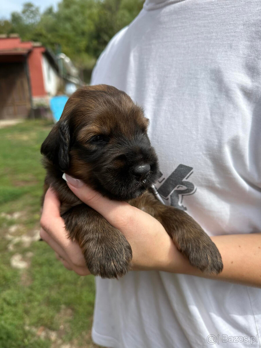 Briard , Francúzski ovčarek