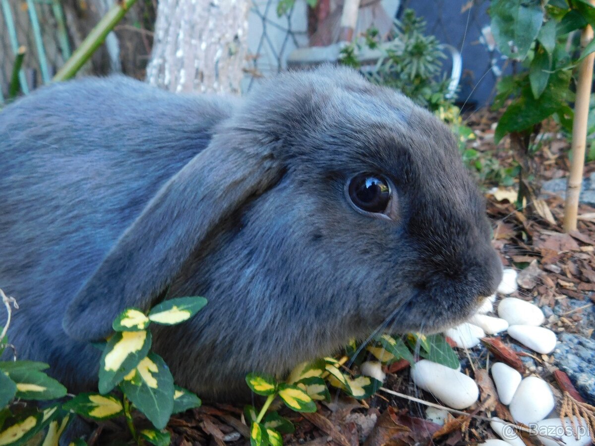 Samiczka niebieska mini lop