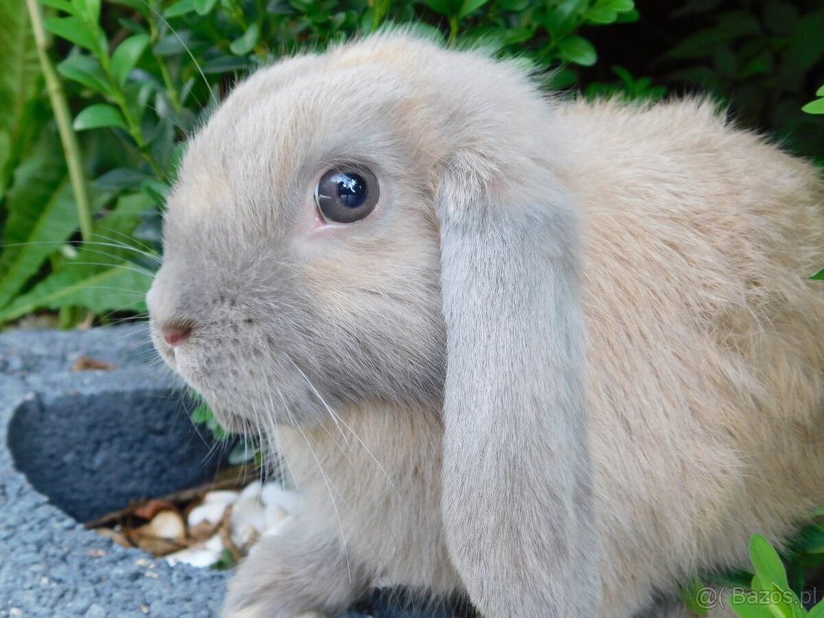 Cudowny baranek mini lop