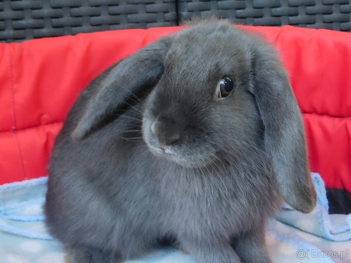 Samiczka niebieska mini lop