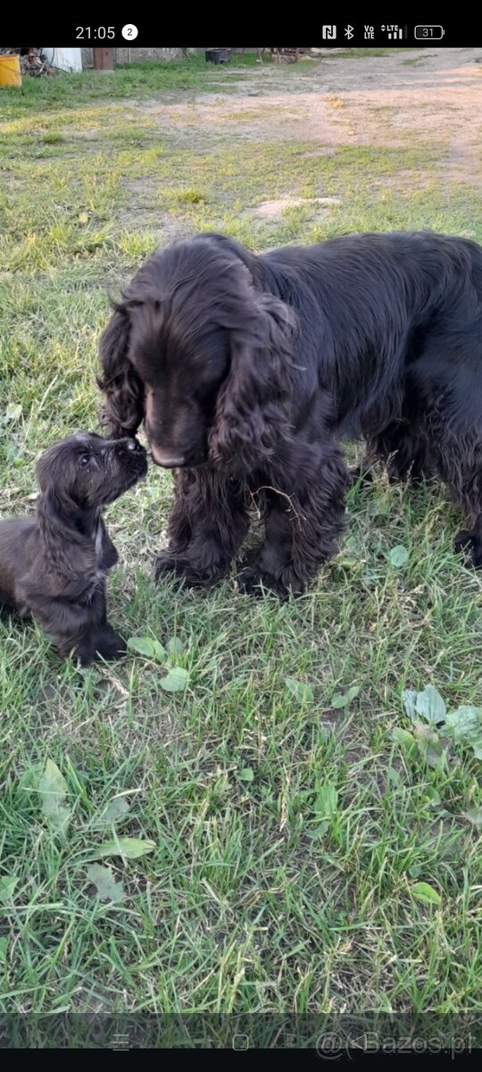 Cocker spaniel szczeniaki szukają kochającego domku