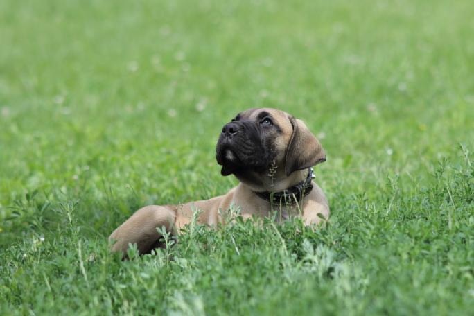 Presa Canario Dog Kanaryjski