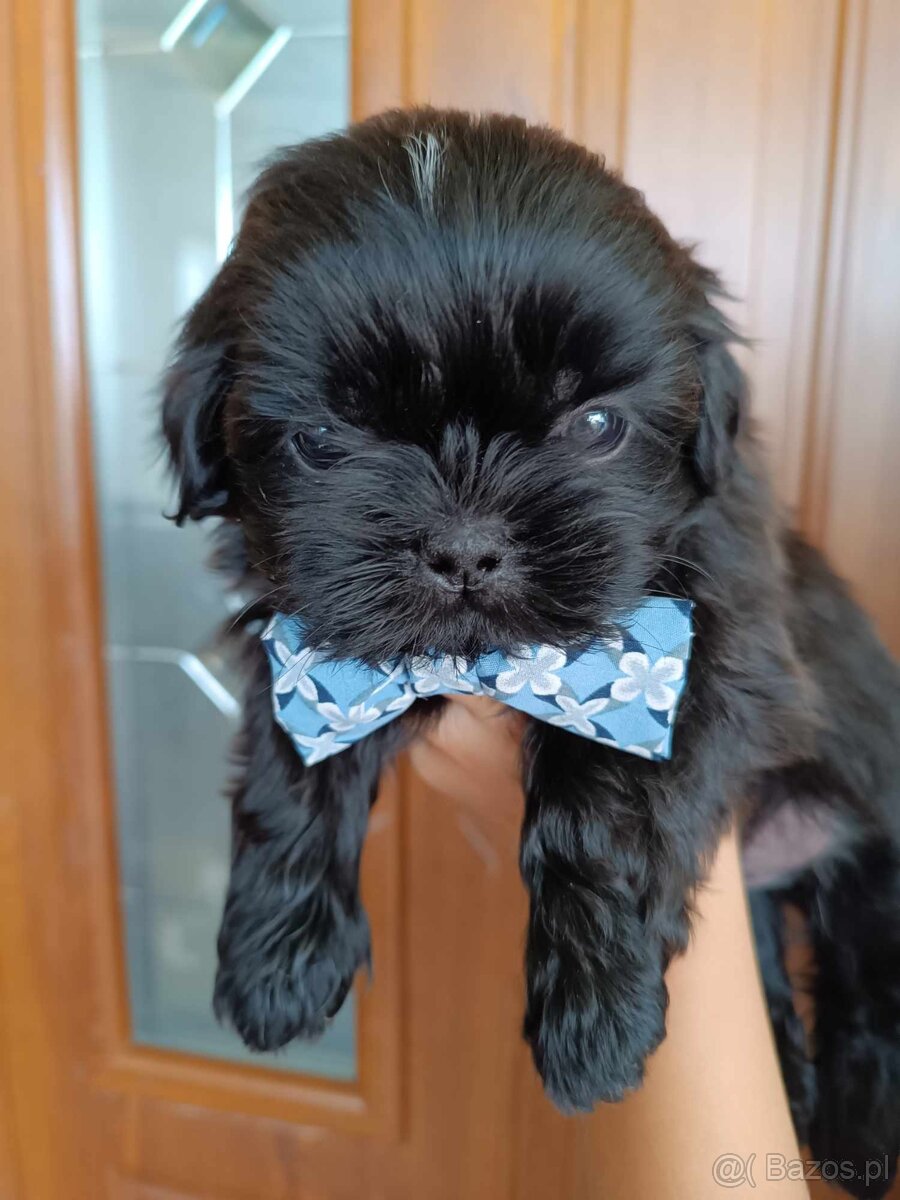 ShihTzu