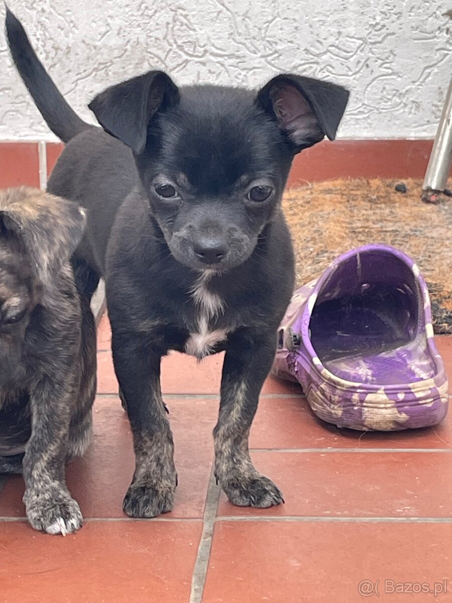Chihuahua szczenieta rasowe