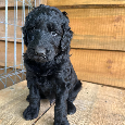 Szczeniak  Rasowy Hybryda Aussiedoodle