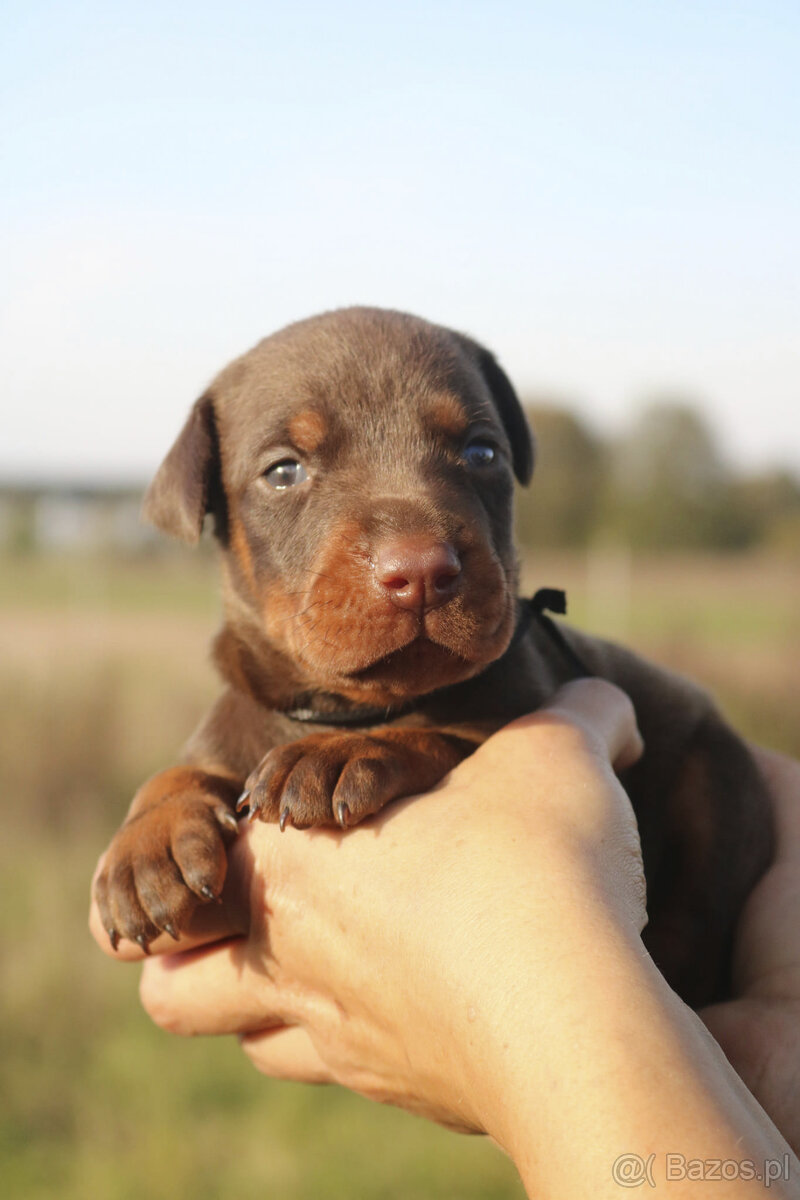 Doberman szczenięta z wyjątkowego skojarzenia ZKwP/FCI