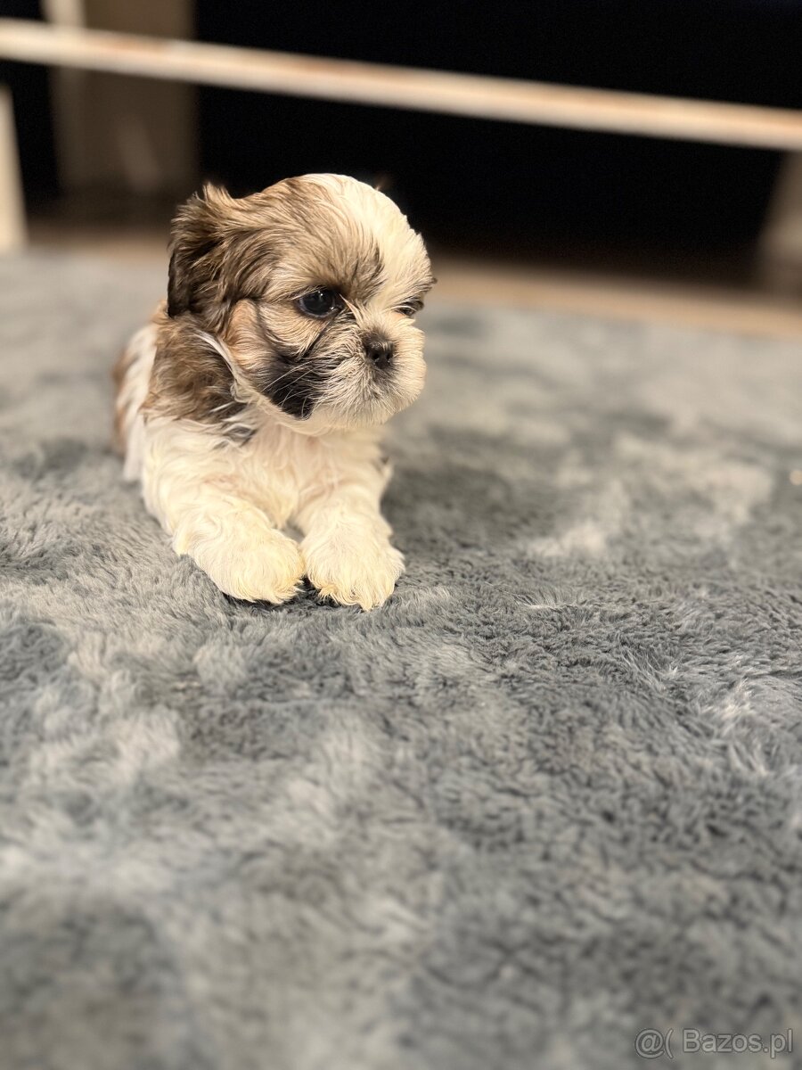 Shih-tzu z rodowodem, Shih tzu, Shi tzu, si cu