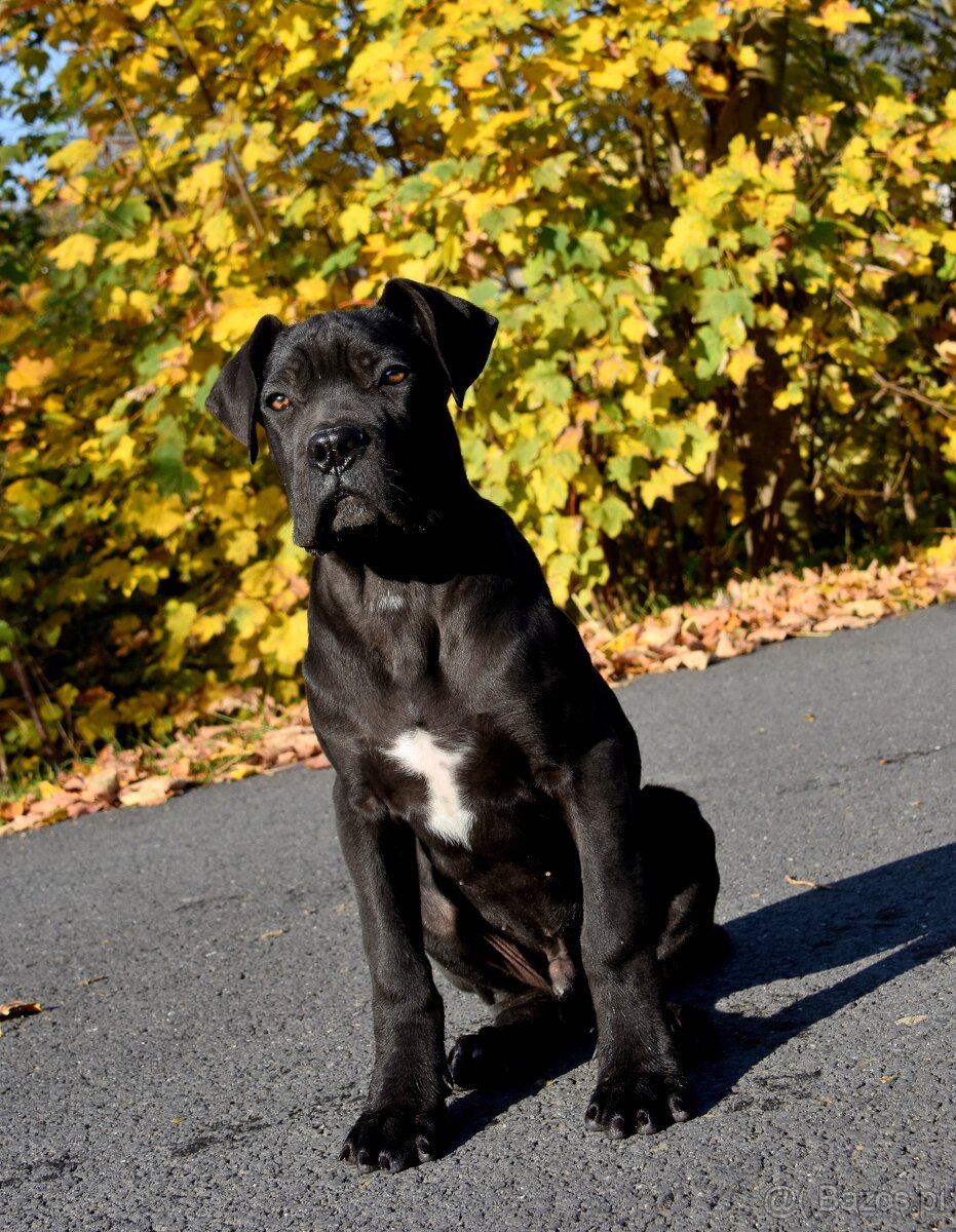 Cane Corso szczenięta FCI pedigree