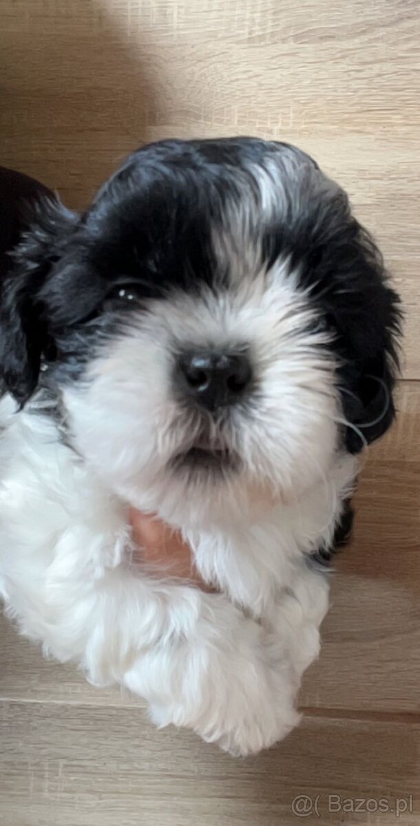 Shih tzu mini