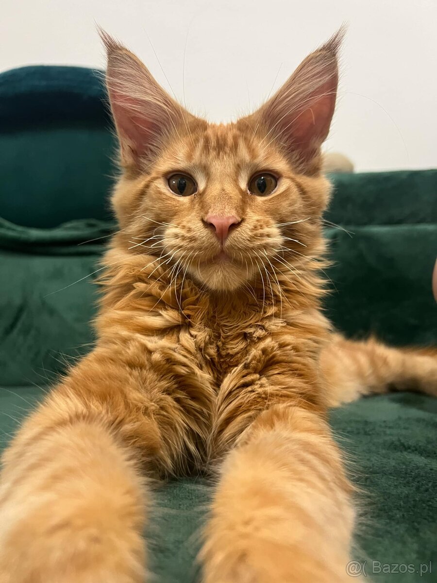 Maine coon