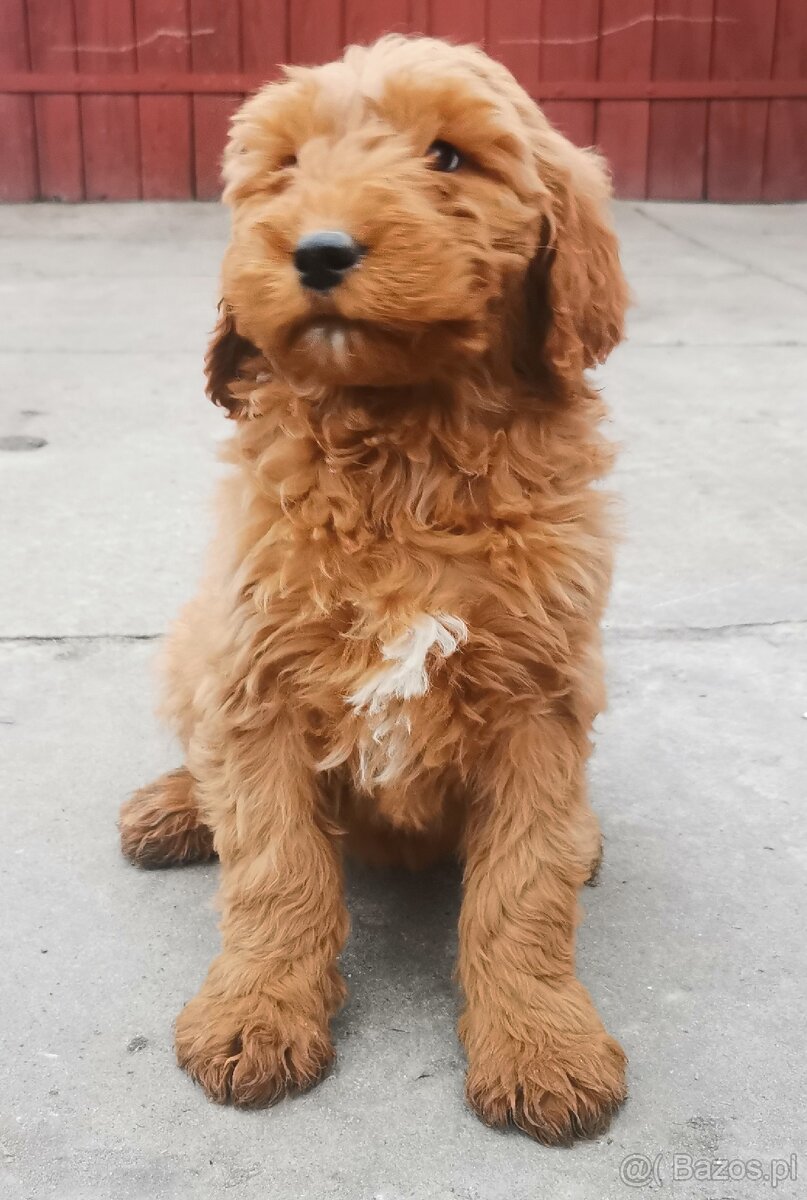 Szczenięta goldendoodle.