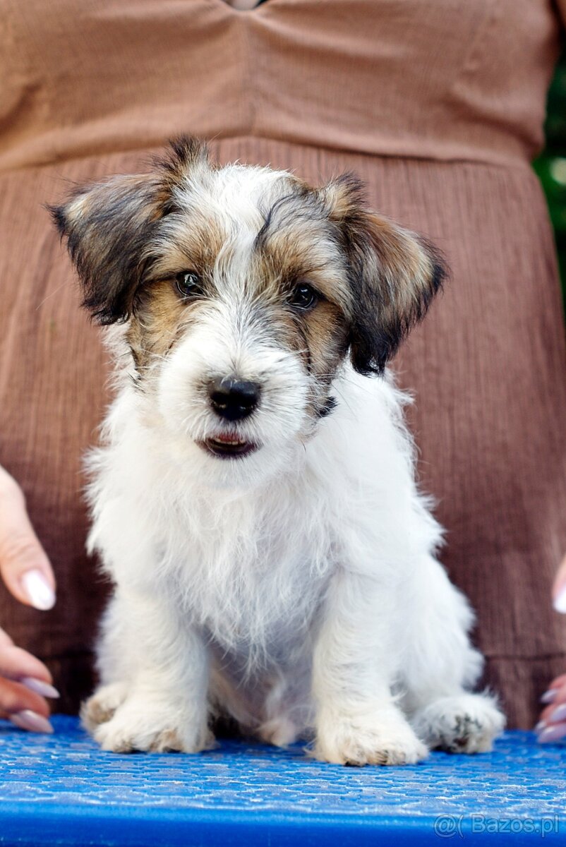 Jack Russell Terrier - hodowla ZKwP, szczenięta z metryką