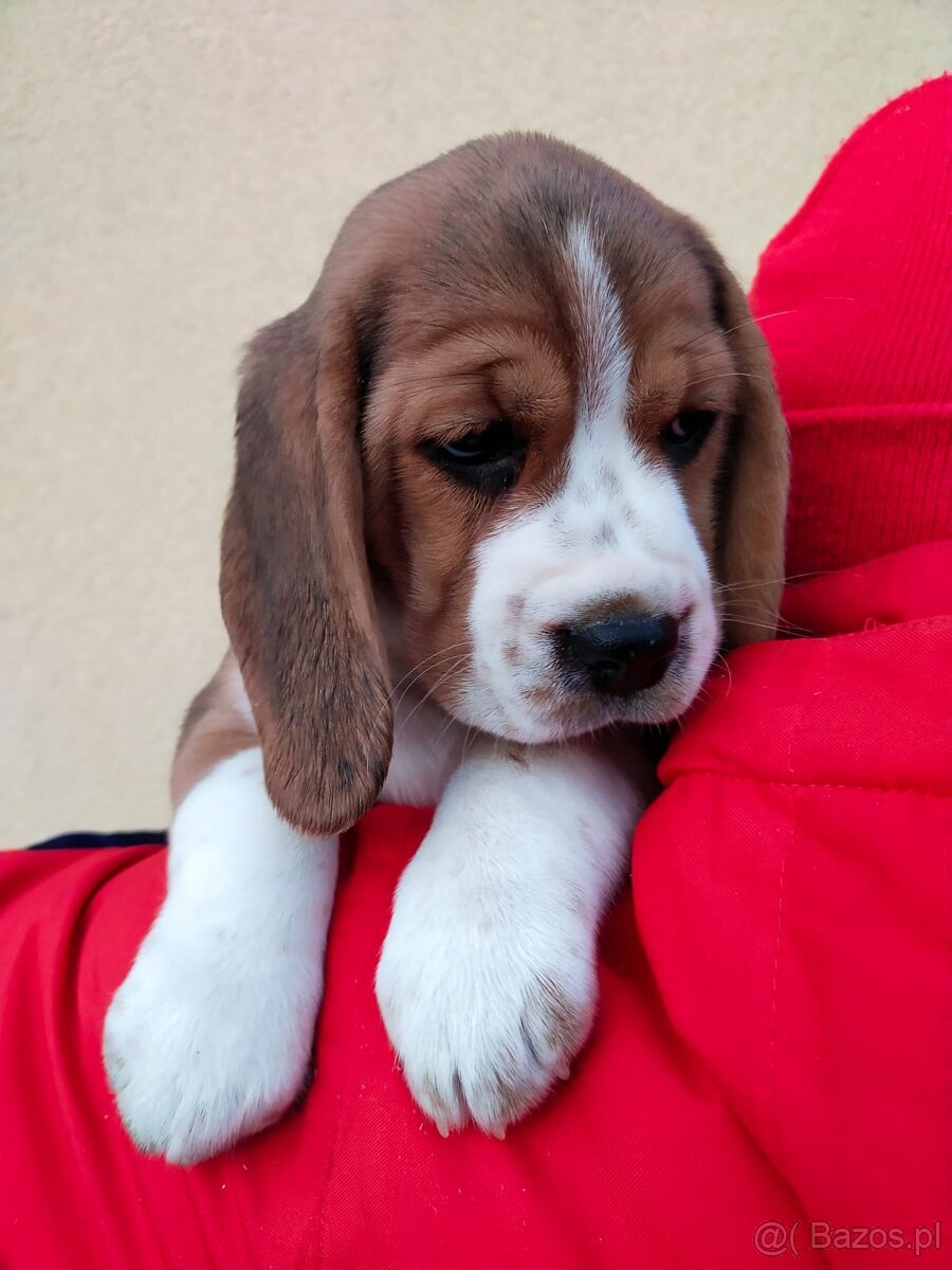 Beagle szczenięta