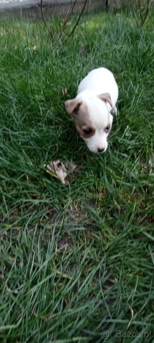 Jack Russell terrier