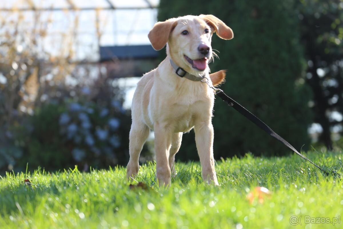 Labrador retreiever - pieski