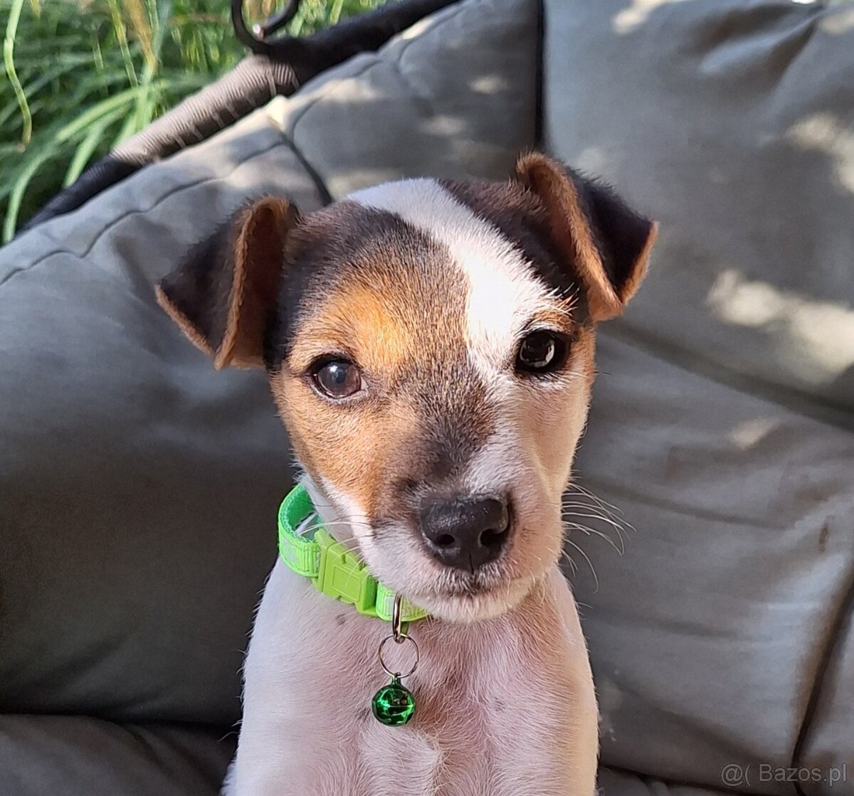 Parson Russell Terrier ZKwP FCI