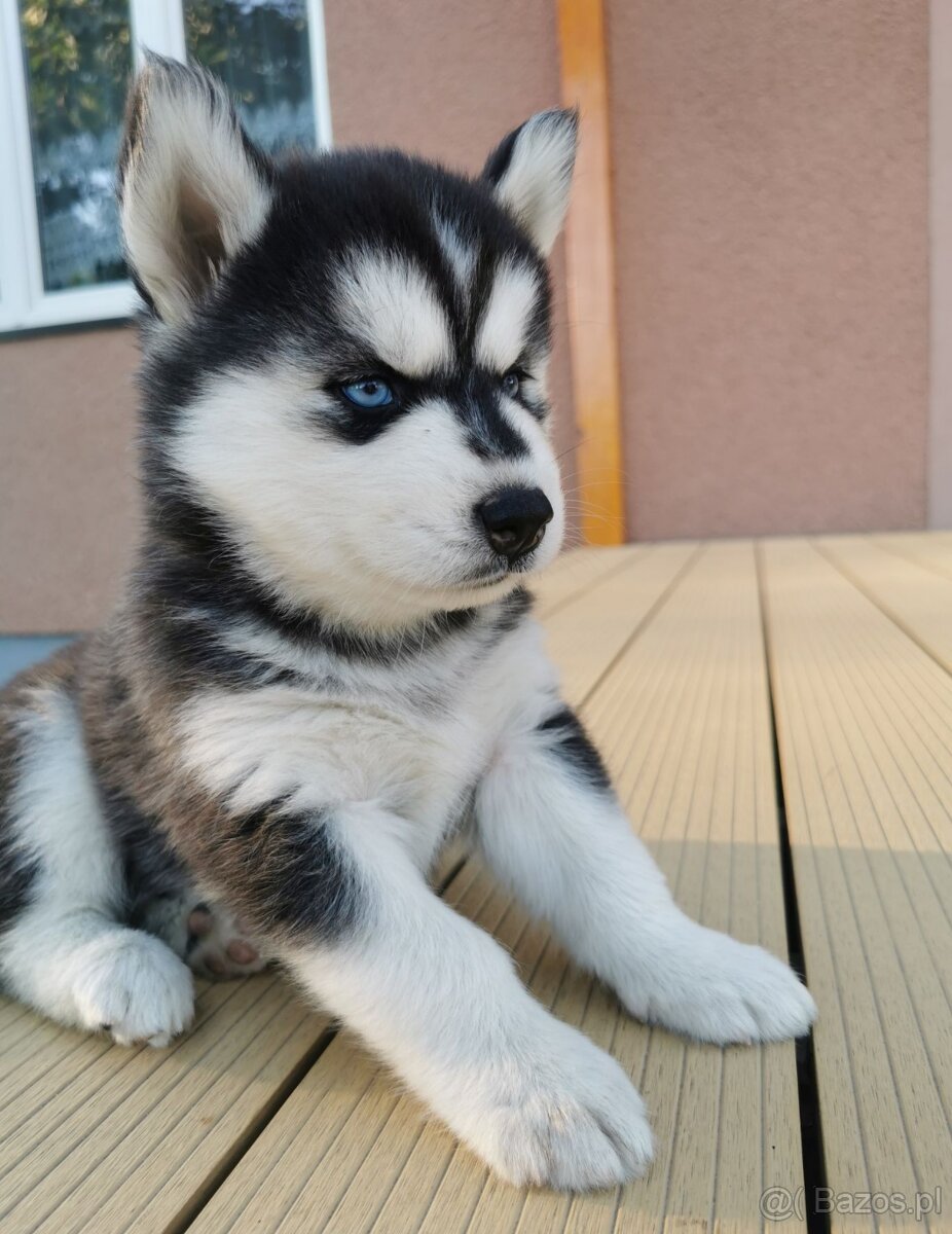 Husky Syberyjski szczeniak