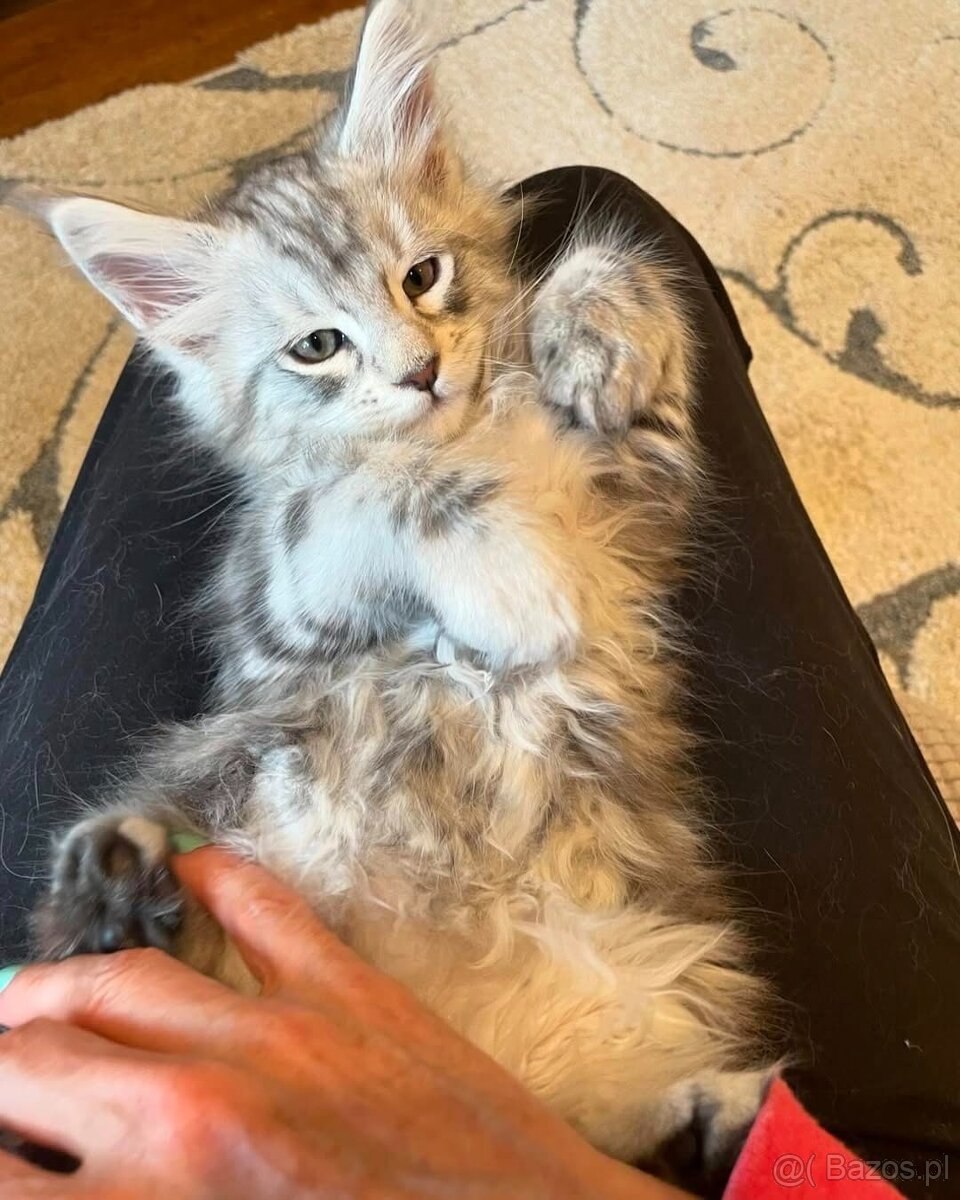 Piękne kocięta Maine Coon