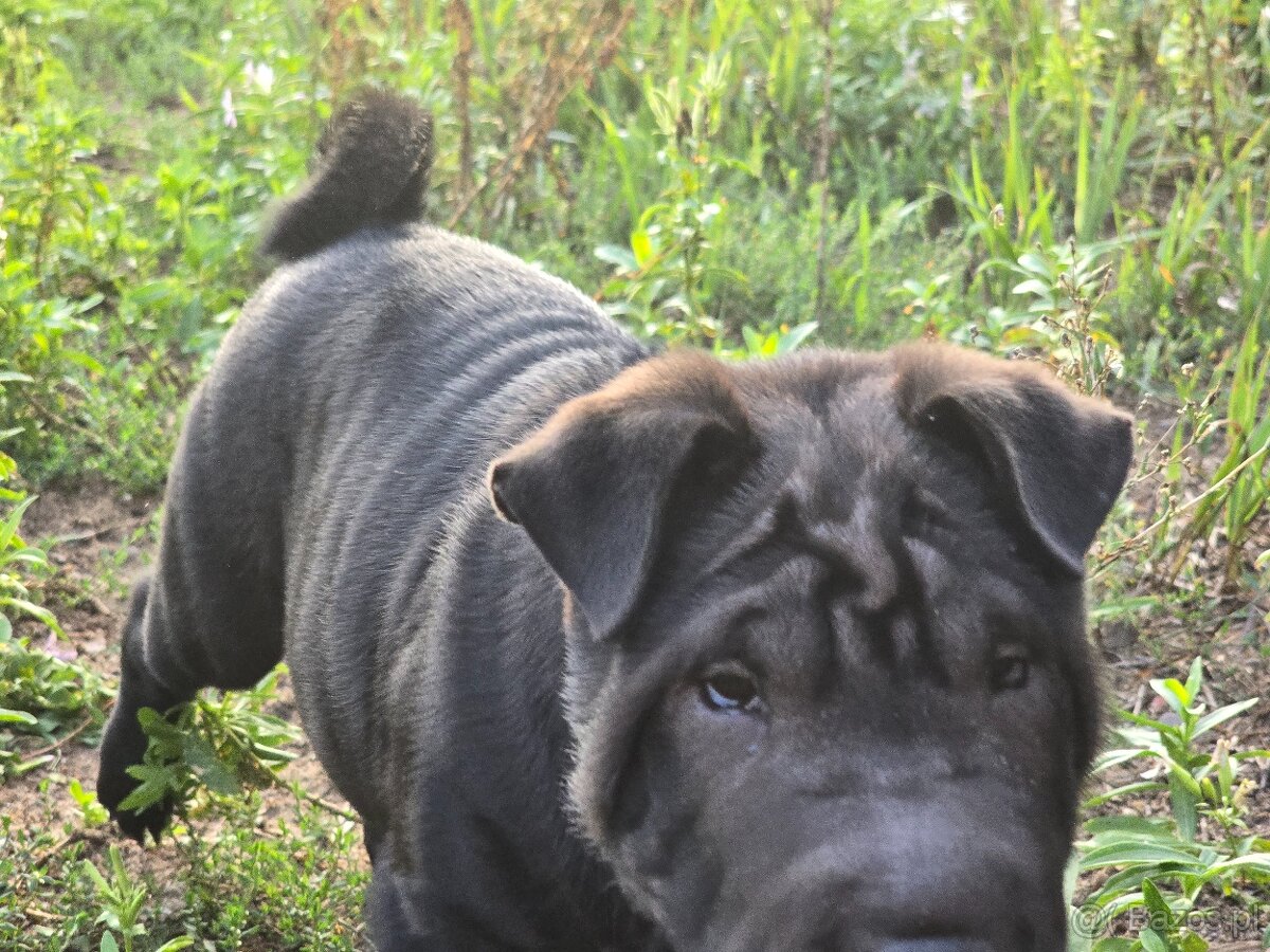 Sprzedam shar pei