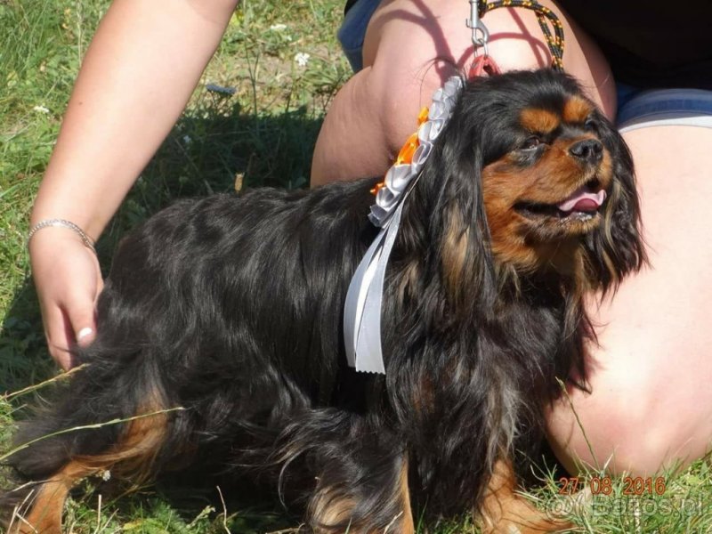 Cavalier King Charles Spaniel krycie