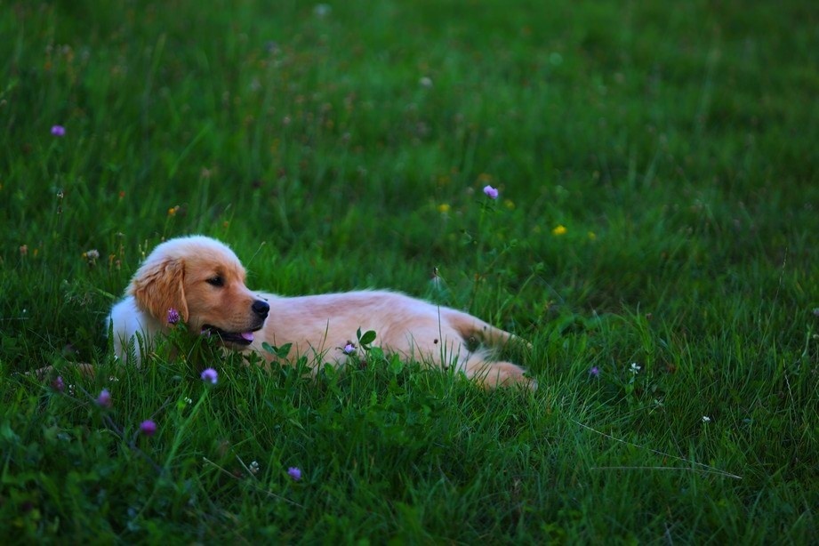 GOLDEN RETRIEVER-amerykańska linia, amerykański, mocny