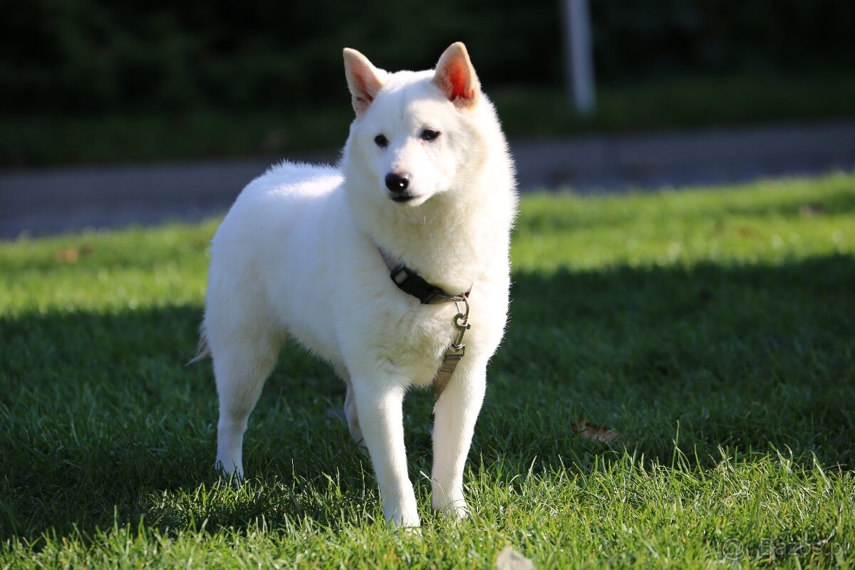 Shiba inu suczka biała