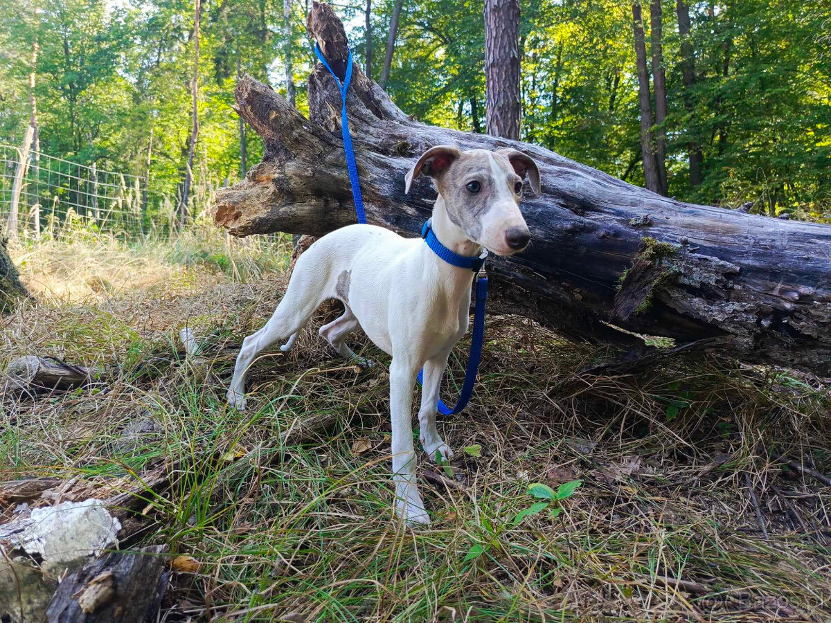 Szczenięta rasy Whippet