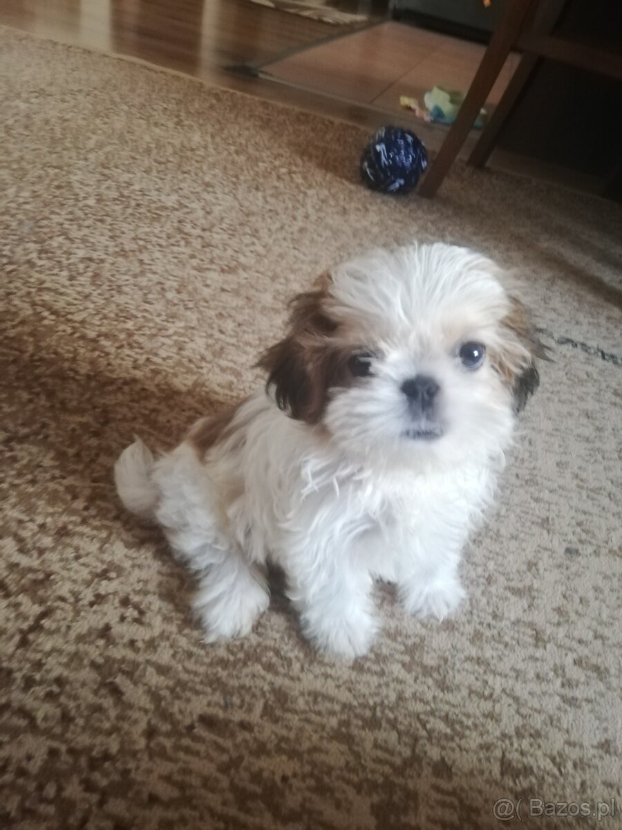 Szczeniak shih tzu