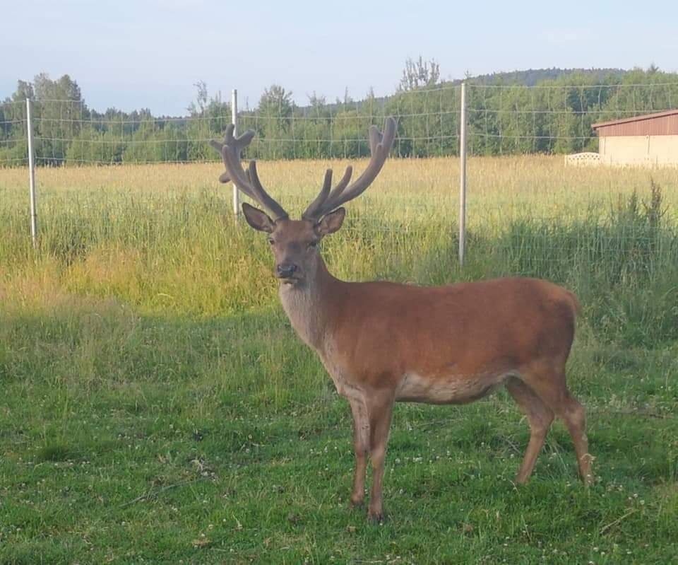 Noclegi Świętokrzyskie w Dolinie Wilkowskiej,,Pod Jeleniami