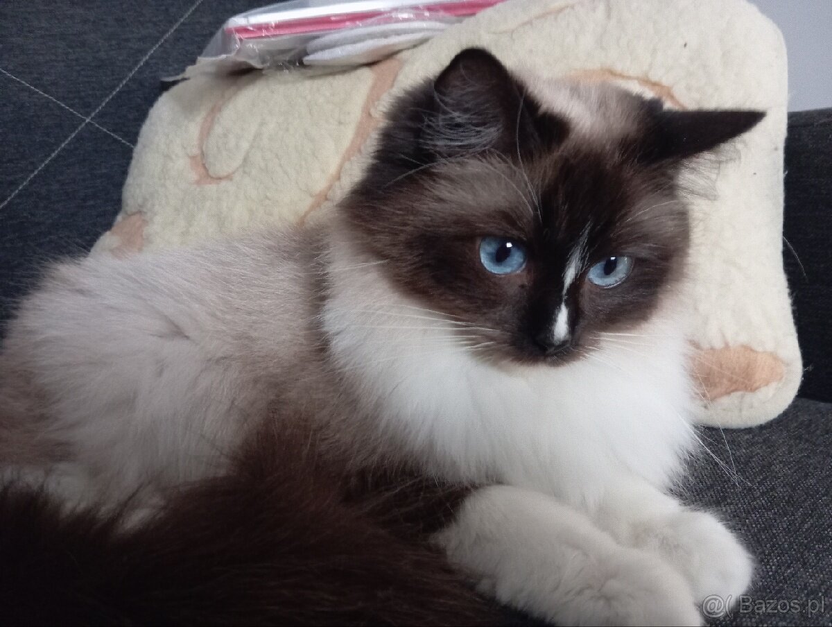 Ragdoll kotka