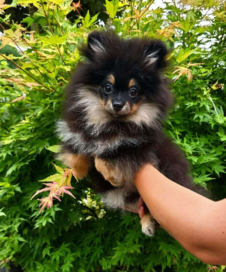 Sunia pomeranian szpic miniaturowy Black and tan