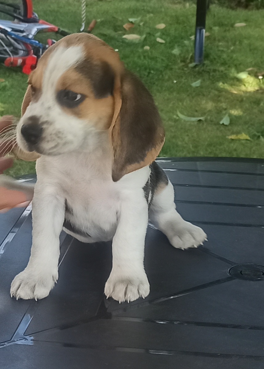 Beagle tricolor