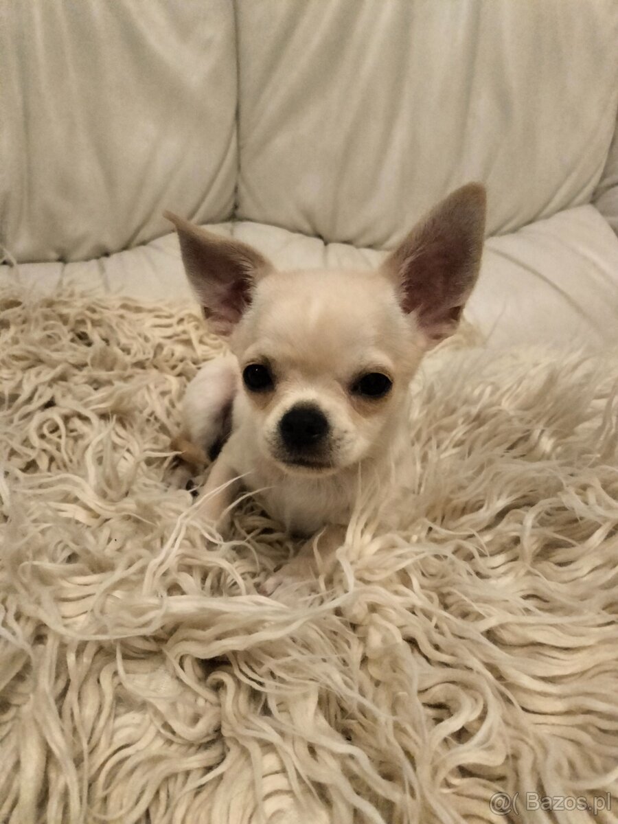 Chihuahua