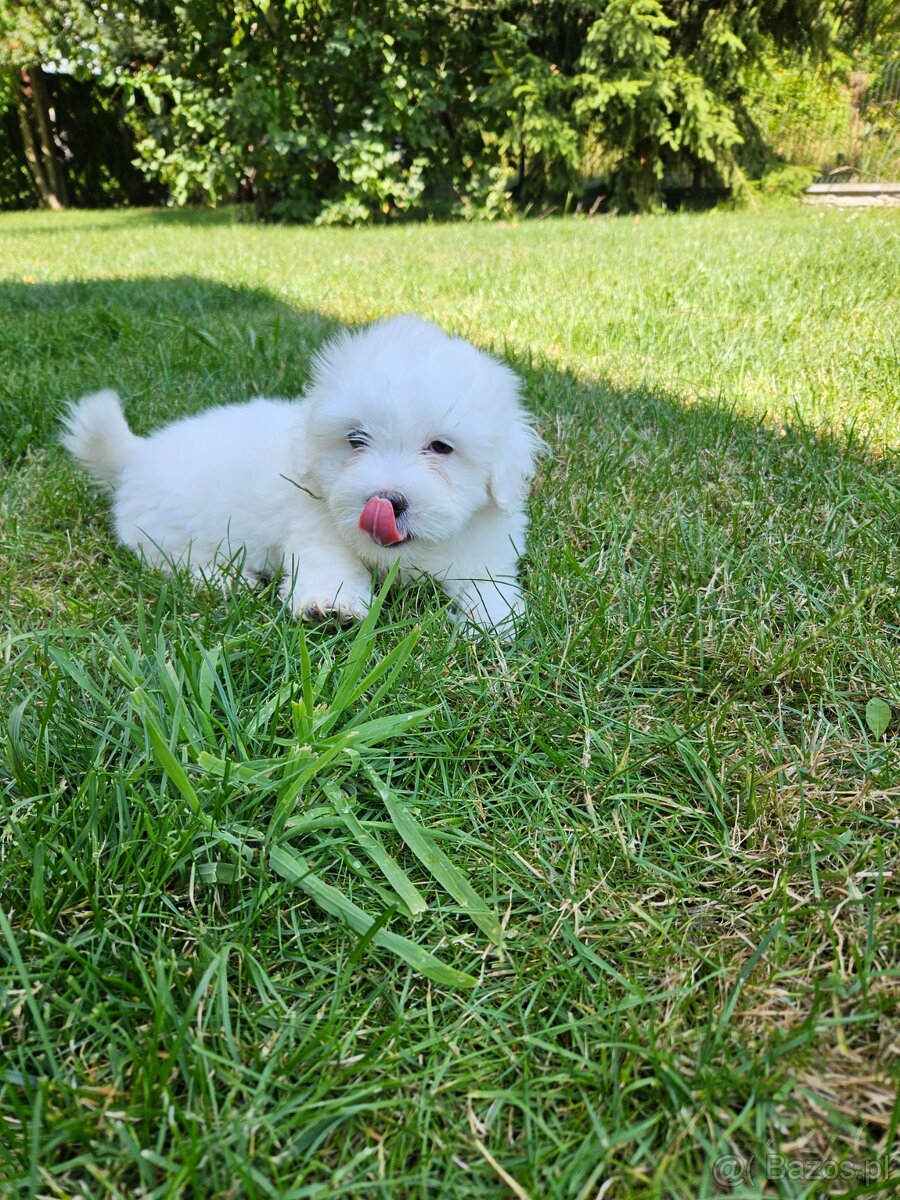 Rasowe Szczenięta Coton de Tulear