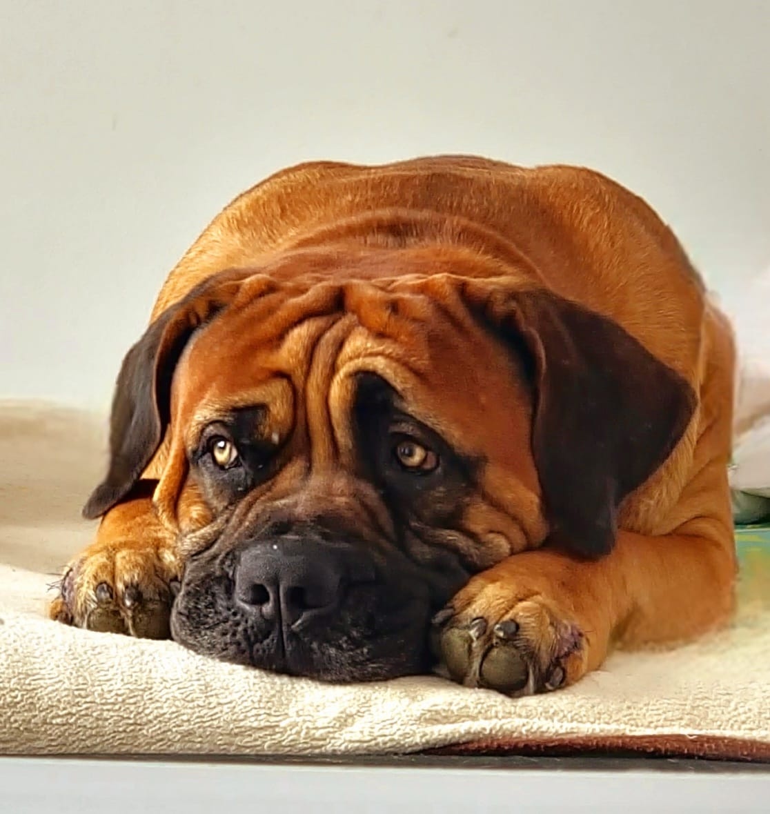 SPRZEDAM szczenieta rasy boerboel