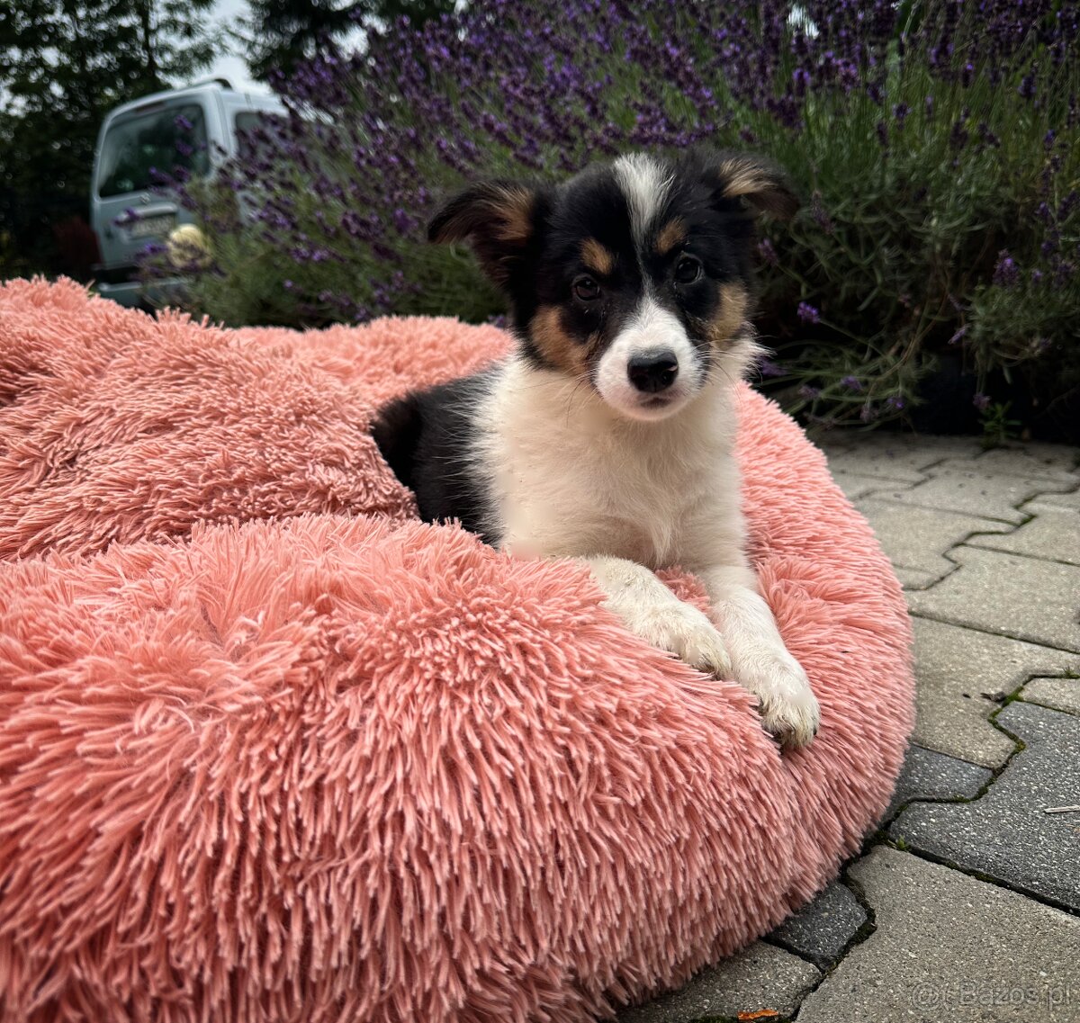 suczka "BONNIE" rasy Border Collie o umaszczeniu TRI-COLOR